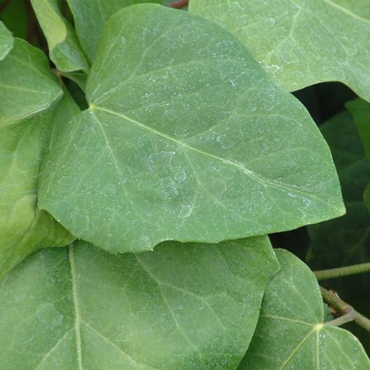 Hedera colchica Dentata